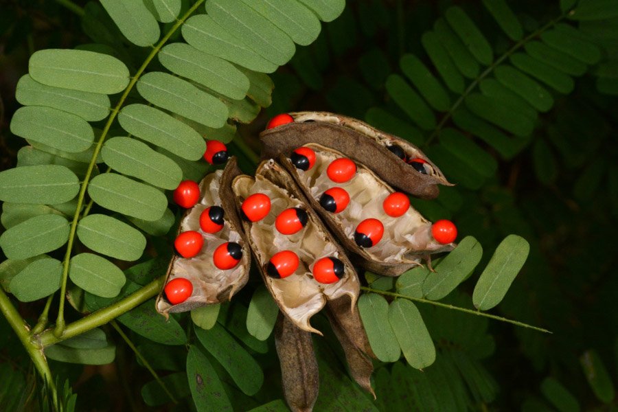 Abrus precatorius